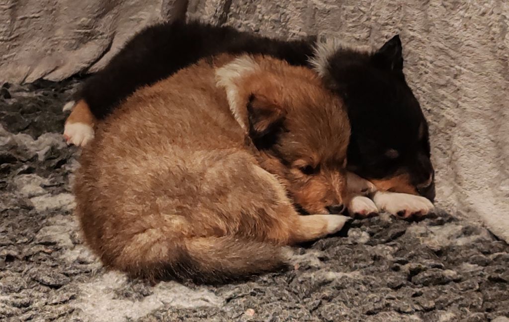 chiot Shetland Sheepdog du Val de Kiwitam