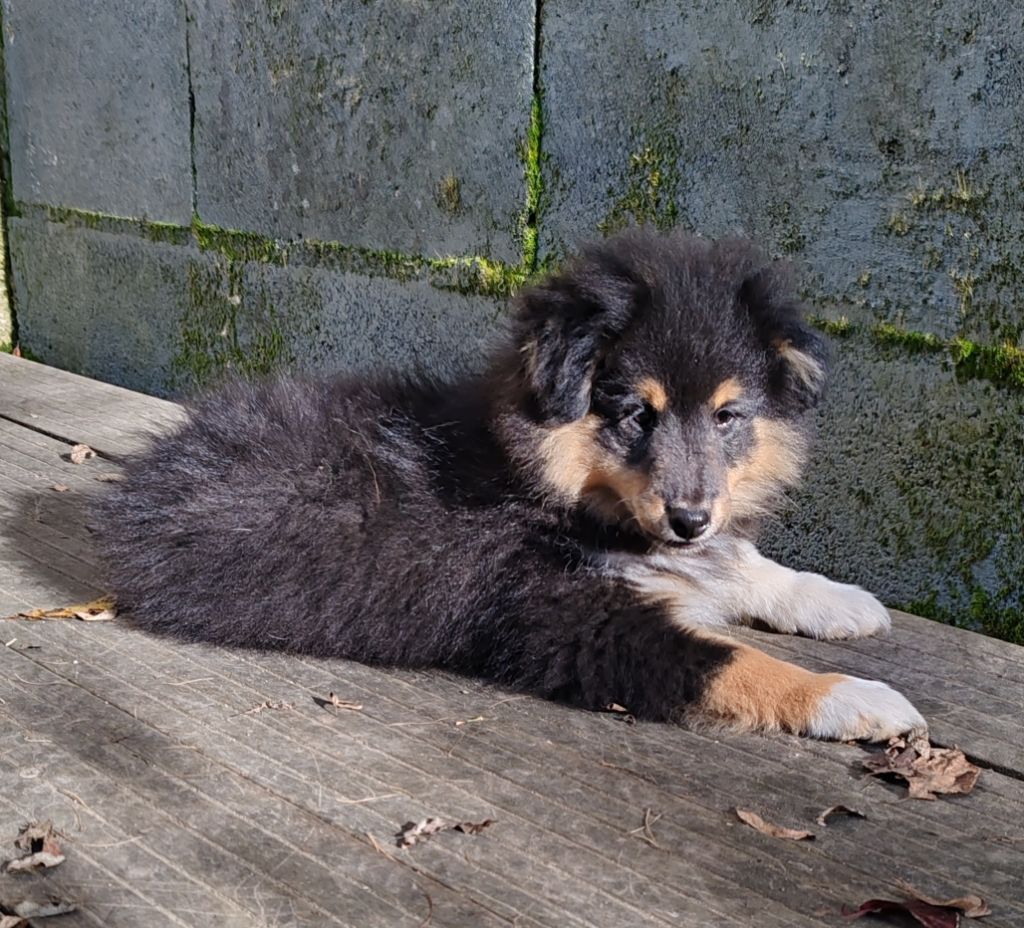 du Val de Kiwitam - Chiot disponible  - Shetland Sheepdog