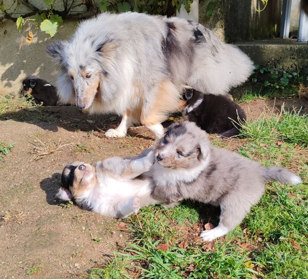 chiot Shetland Sheepdog du Val de Kiwitam