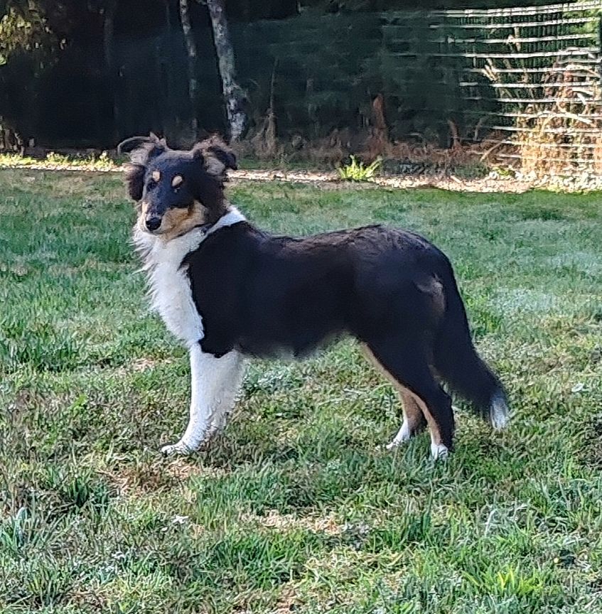 du Val de Kiwitam - Chiot disponible  - Shetland Sheepdog