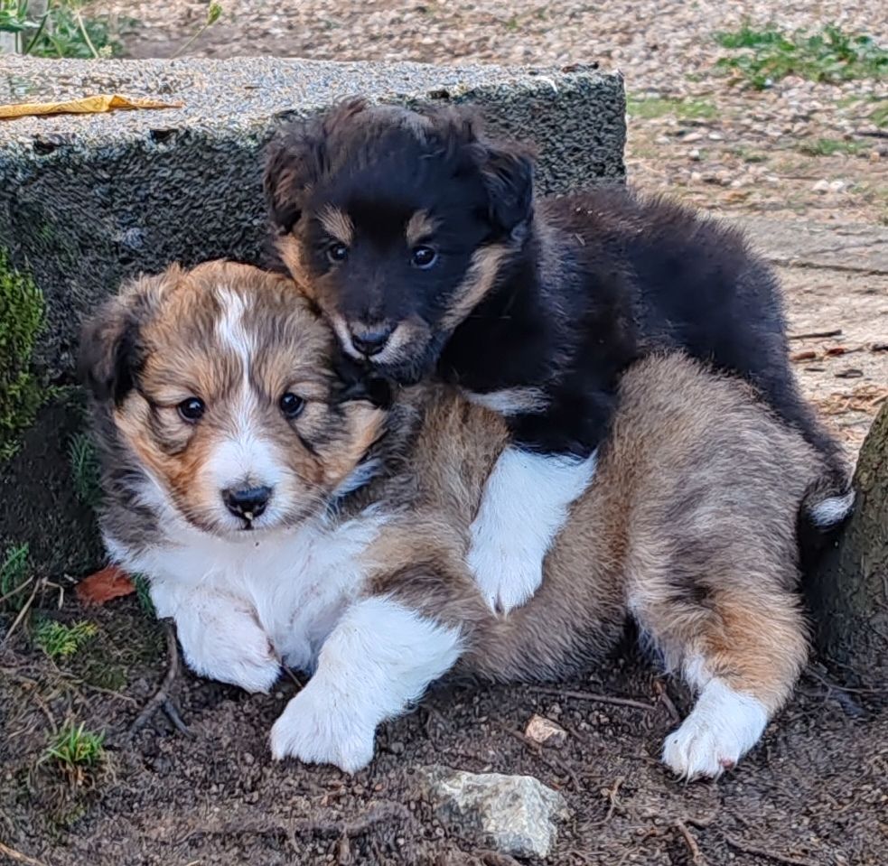 chiot Shetland Sheepdog du Val de Kiwitam