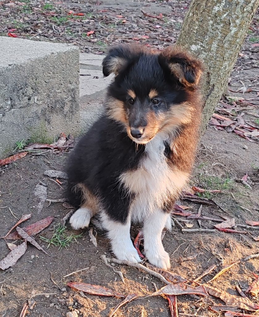 du Val de Kiwitam - Chiot disponible  - Shetland Sheepdog