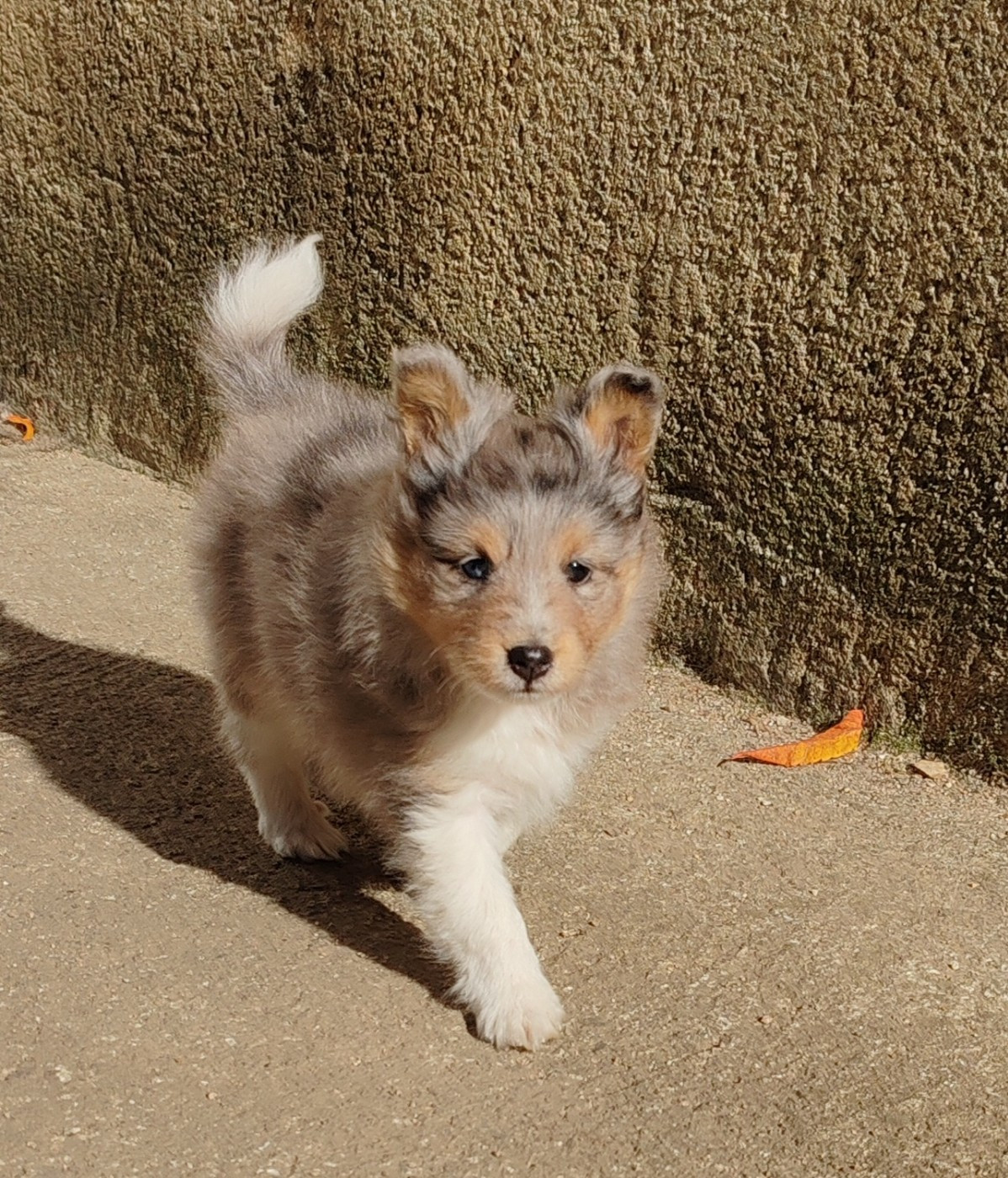 du Val de Kiwitam - Chiots disponibles - Shetland Sheepdog