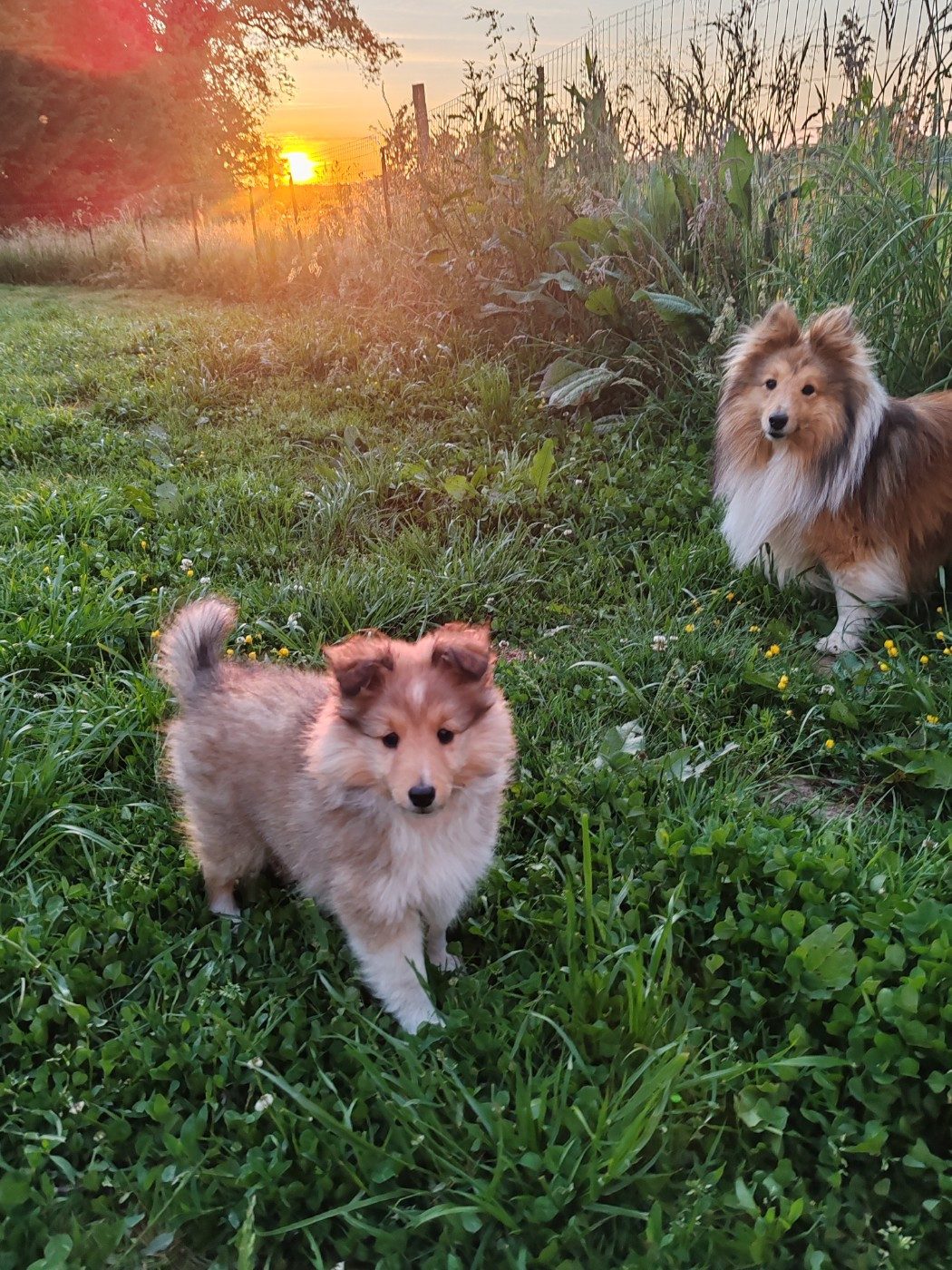 du Val de Kiwitam - Shetland Sheepdog - Portée née le 19/03/2025