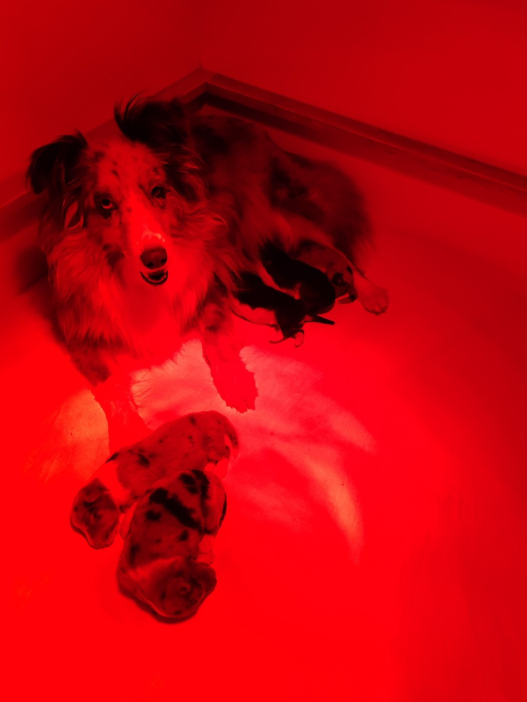 du Val de Kiwitam - Shetland Sheepdog - Portée née le 25/11/2025