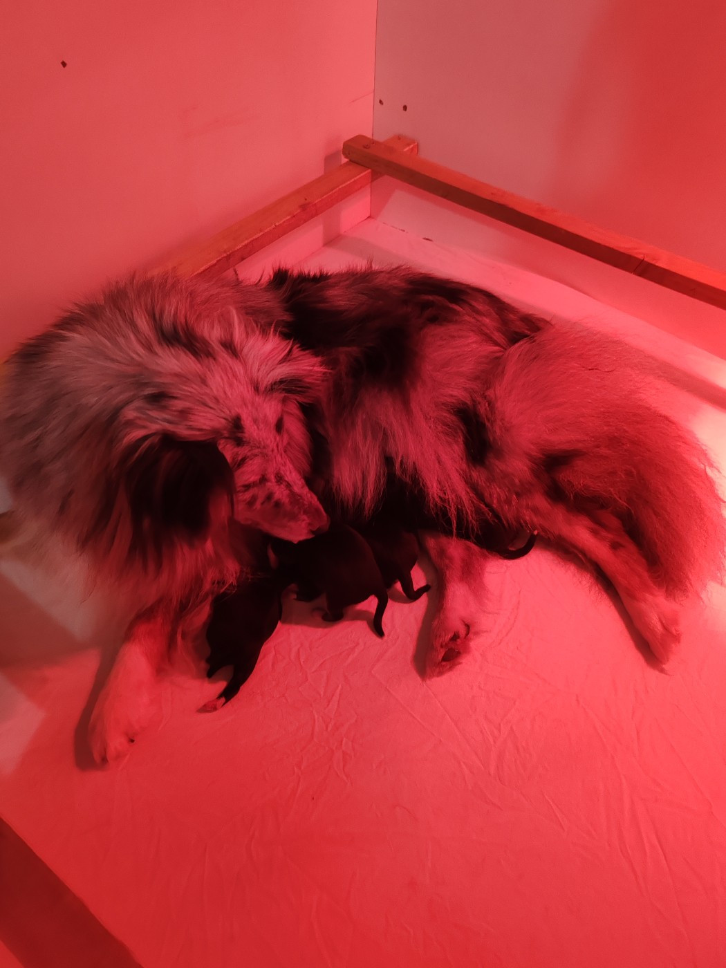 du Val de Kiwitam - Shetland Sheepdog - Portée née le 02/12/2025