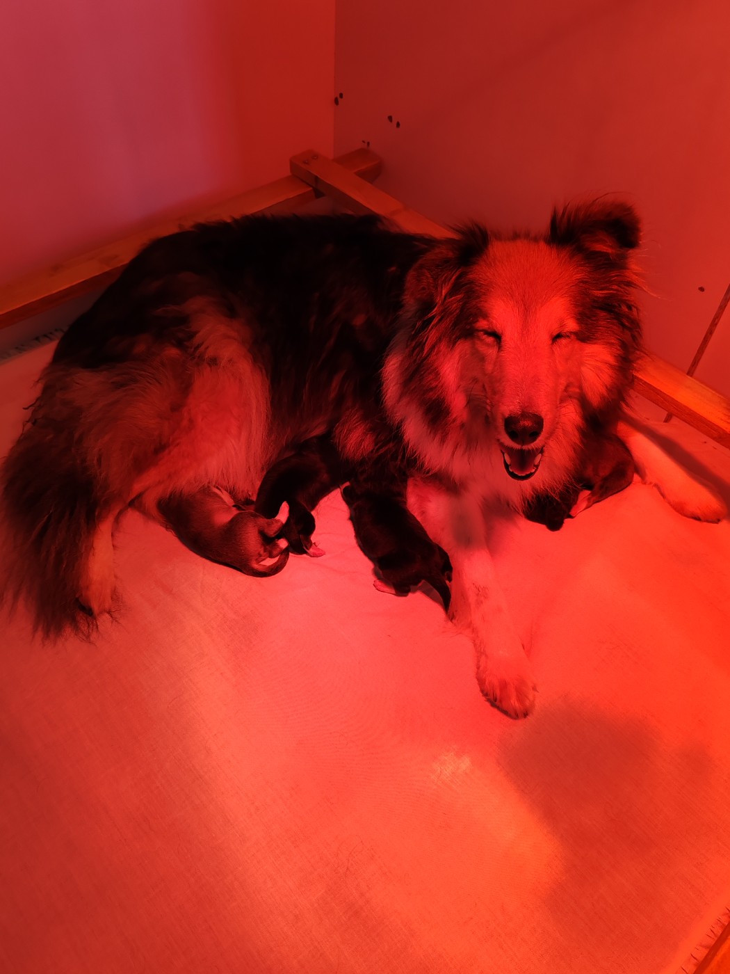 du Val de Kiwitam - Shetland Sheepdog - Portée née le 11/12/2025