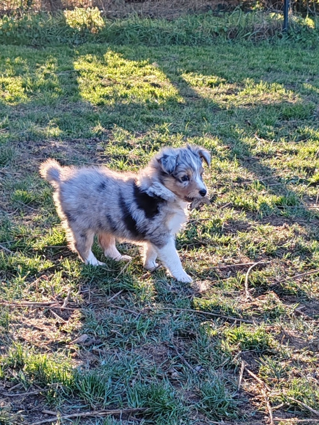du Val de Kiwitam - Chiots disponibles - Shetland Sheepdog