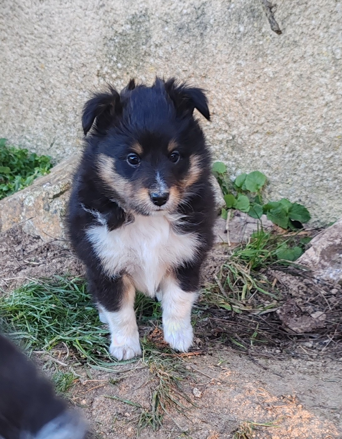du Val de Kiwitam - Chiots disponibles - Shetland Sheepdog