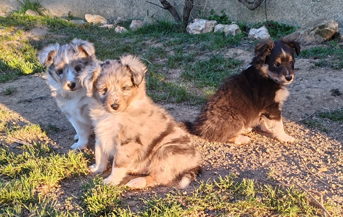 Chiot Shetland Sheepdog du Val de Kiwitam