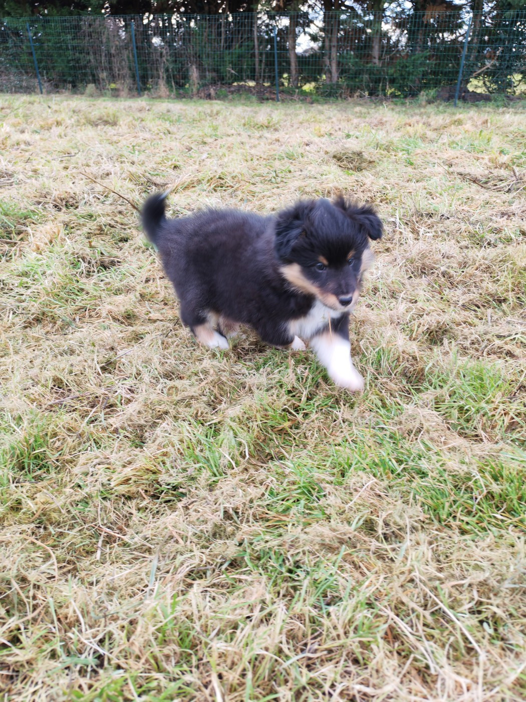 du Val de Kiwitam - Chiots disponibles - Shetland Sheepdog