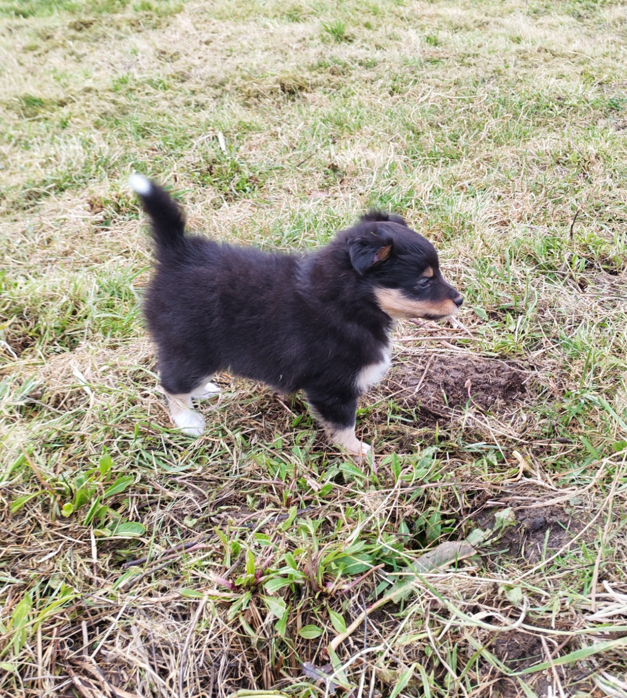 du Val de Kiwitam - Chiots disponibles - Shetland Sheepdog
