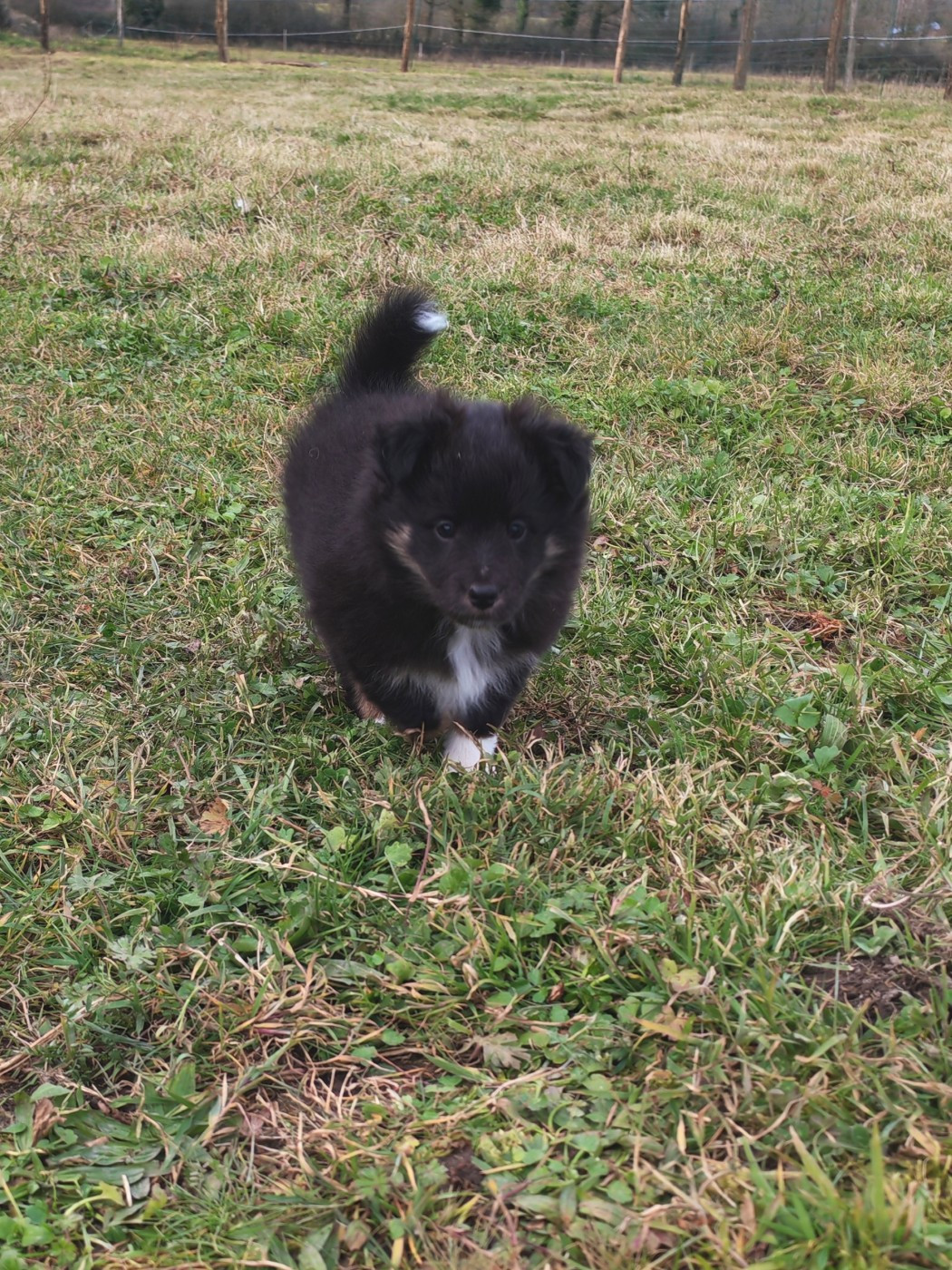 du Val de Kiwitam - Chiots disponibles - Shetland Sheepdog