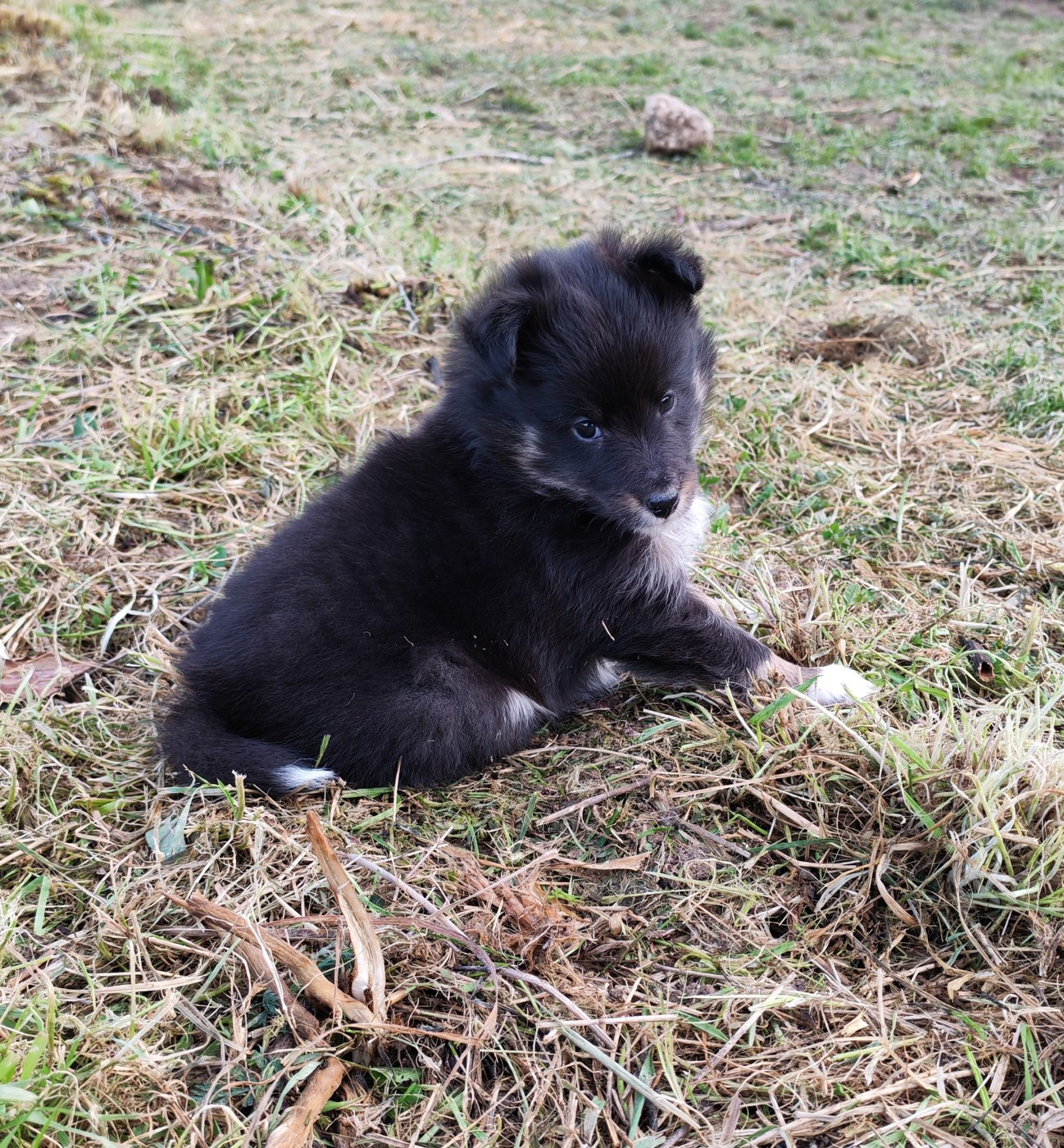 du Val de Kiwitam - Chiots disponibles - Shetland Sheepdog