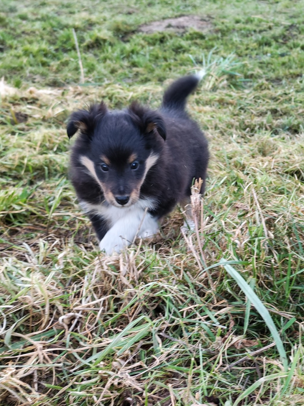 du Val de Kiwitam - Chiots disponibles - Shetland Sheepdog