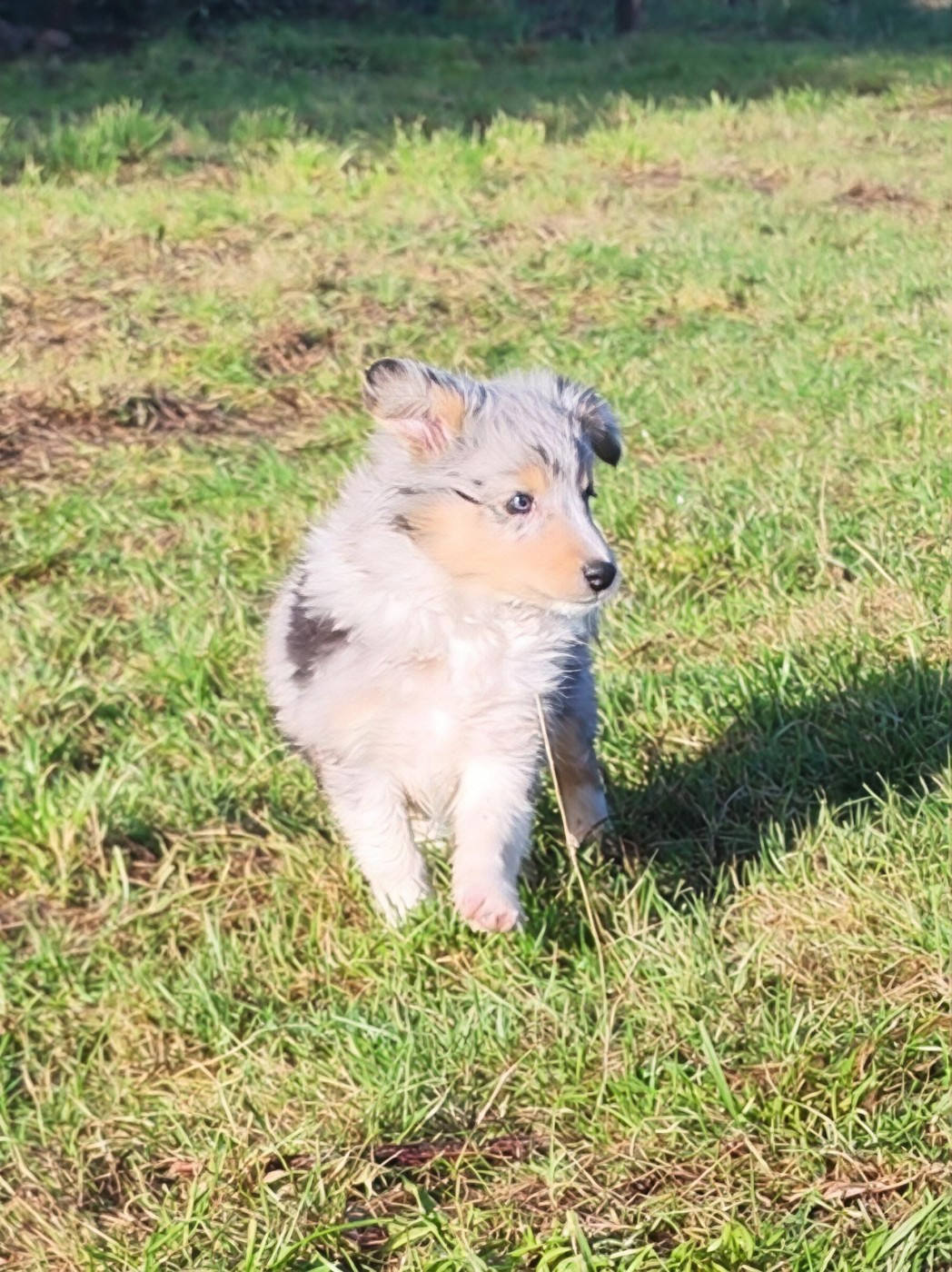 du Val de Kiwitam - Chiots disponibles - Shetland Sheepdog