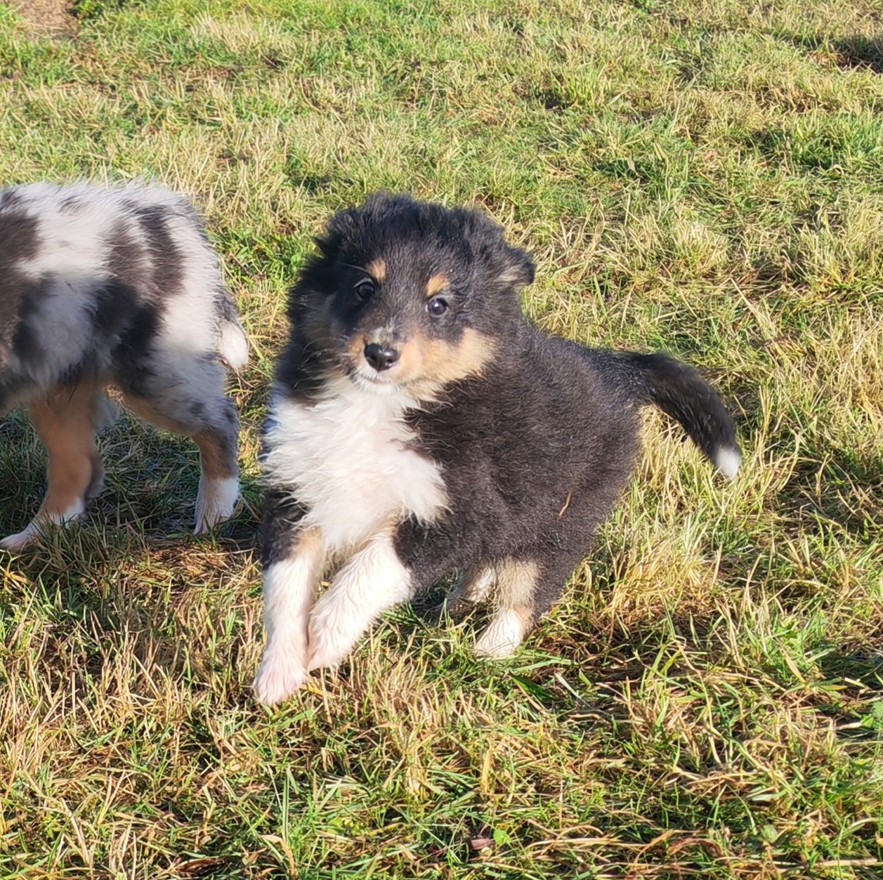 du Val de Kiwitam - Chiots disponibles - Shetland Sheepdog