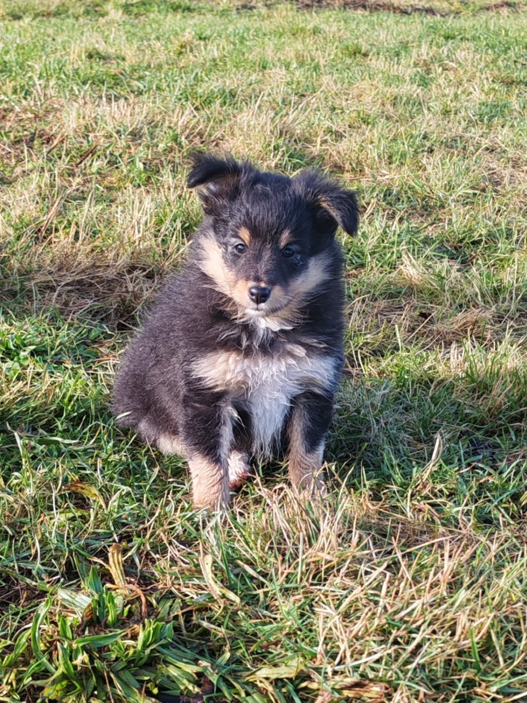 du Val de Kiwitam - Chiots disponibles - Shetland Sheepdog