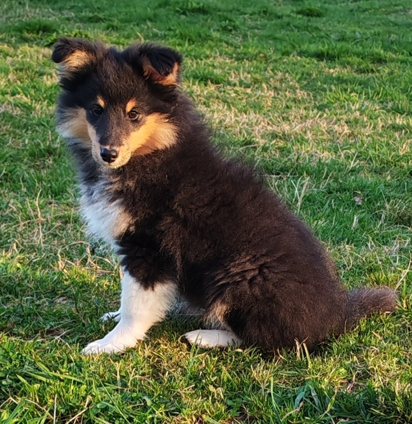 du Val de Kiwitam - Chiots disponibles - Shetland Sheepdog