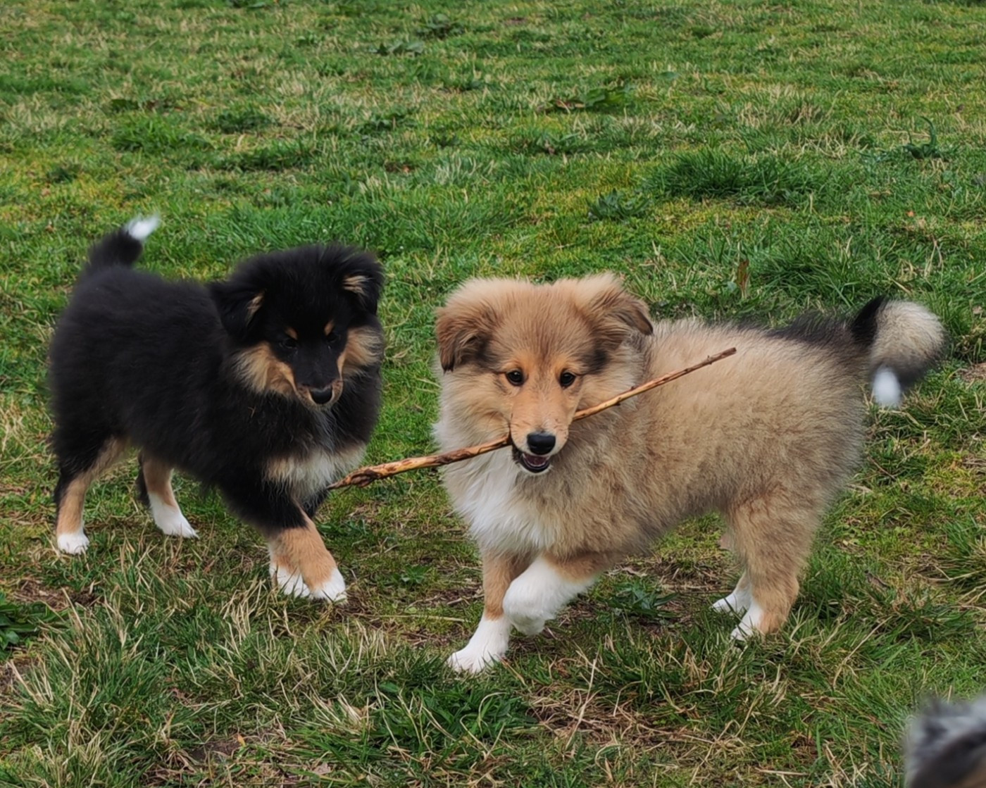 Chiot Shetland Sheepdog du Val de Kiwitam