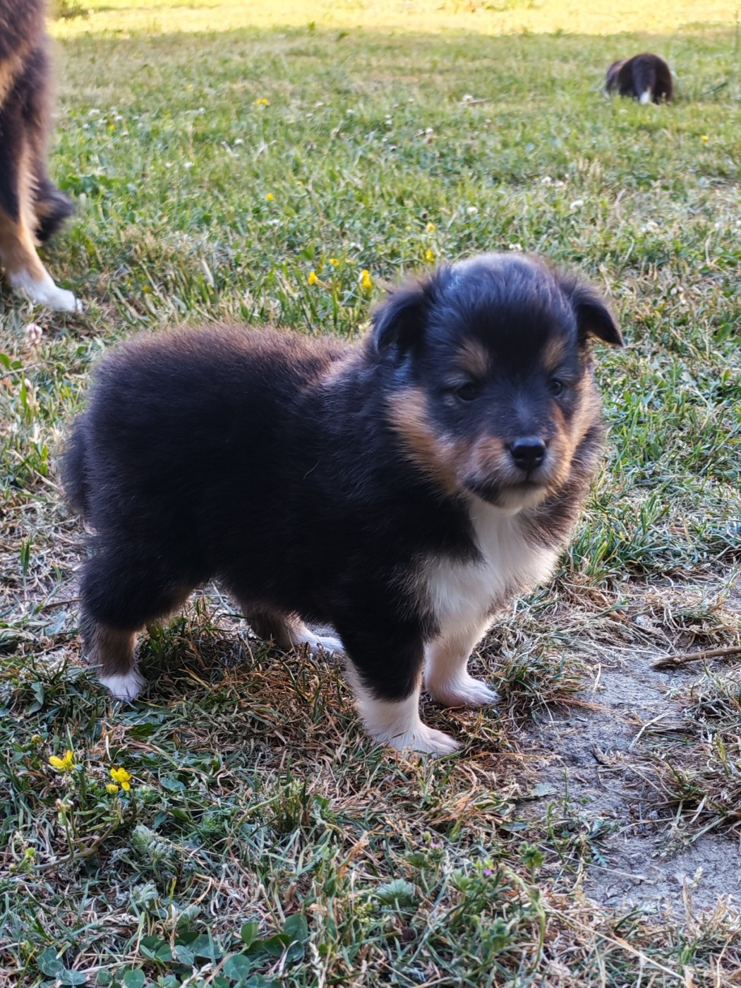 du Val de Kiwitam - Chiots disponibles - Shetland Sheepdog