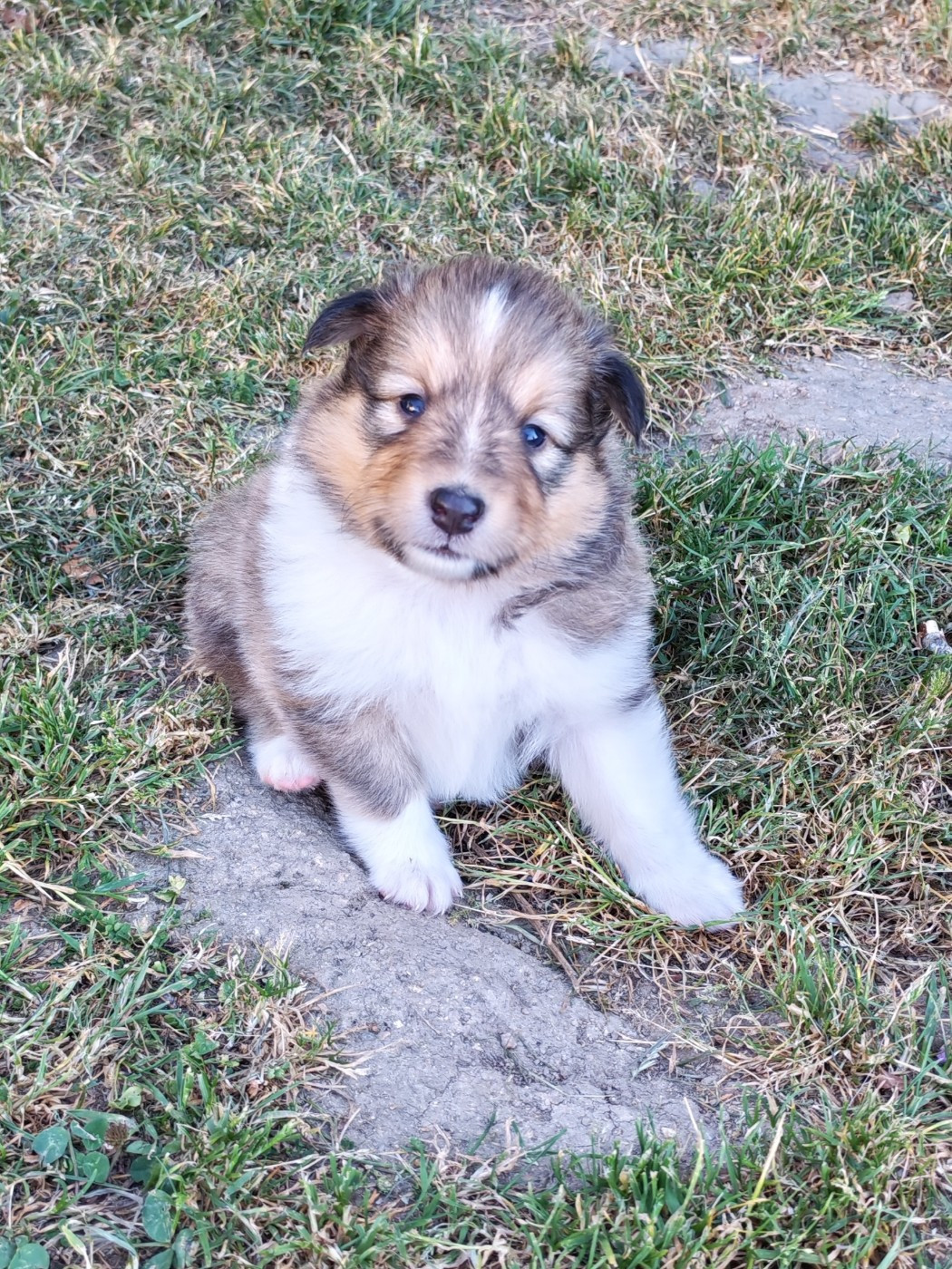 du Val de Kiwitam - Chiots disponibles - Shetland Sheepdog