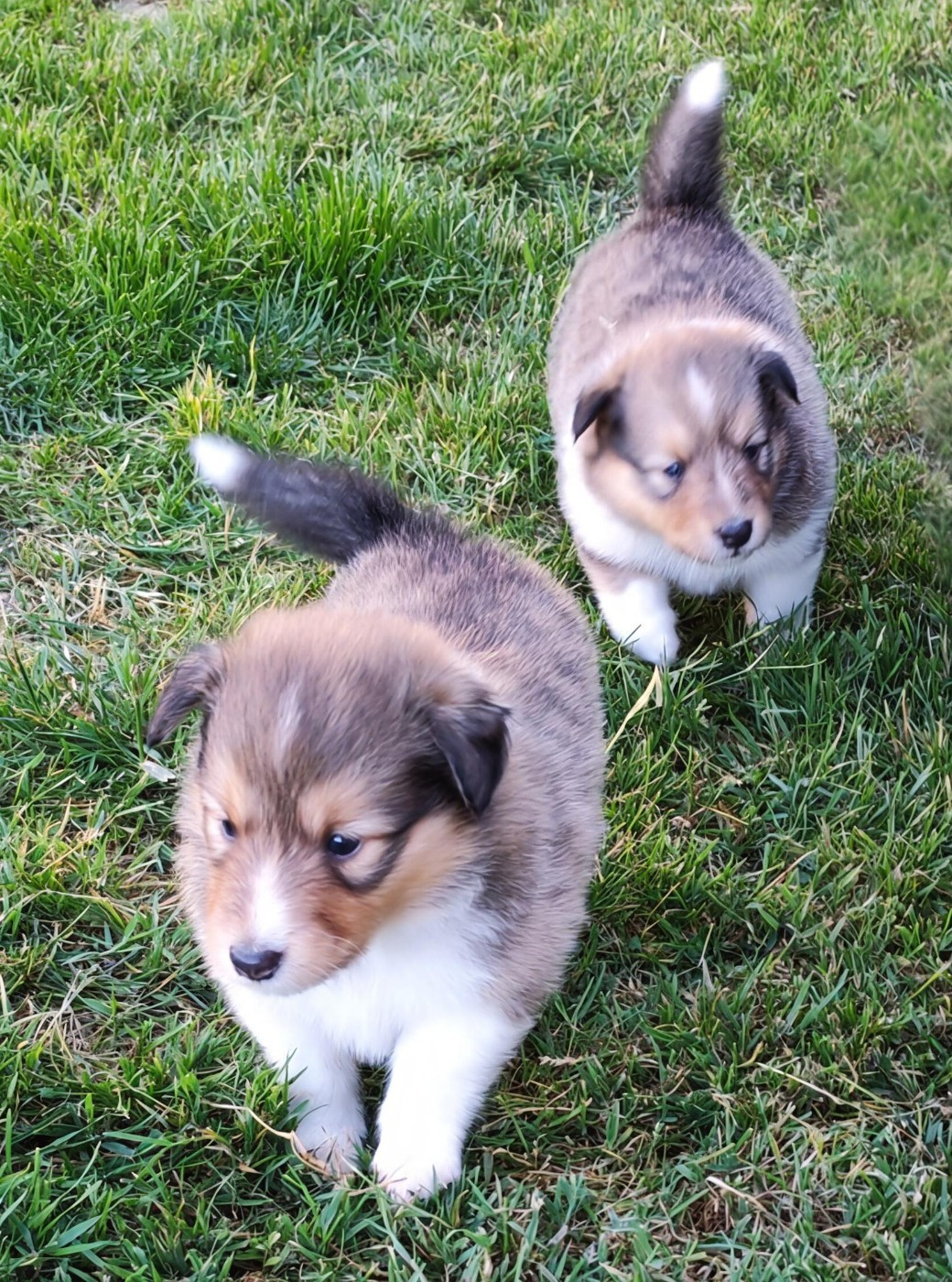 Chiot Shetland Sheepdog du Val de Kiwitam