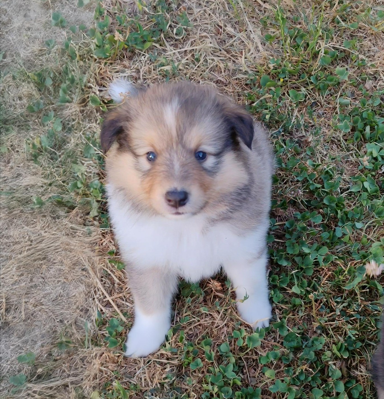 du Val de Kiwitam - Chiots disponibles - Shetland Sheepdog
