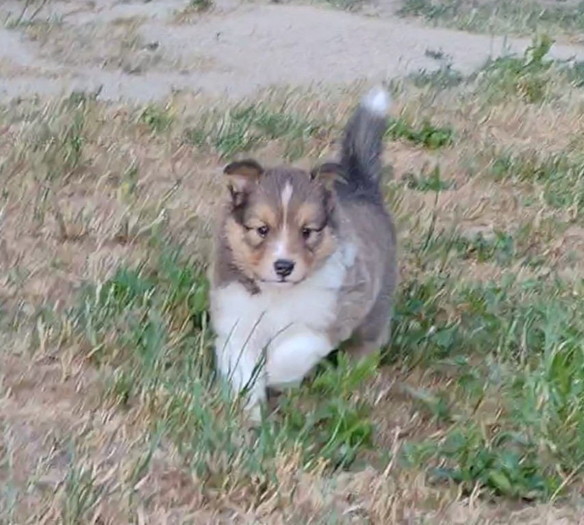 du Val de Kiwitam - Chiots disponibles - Shetland Sheepdog