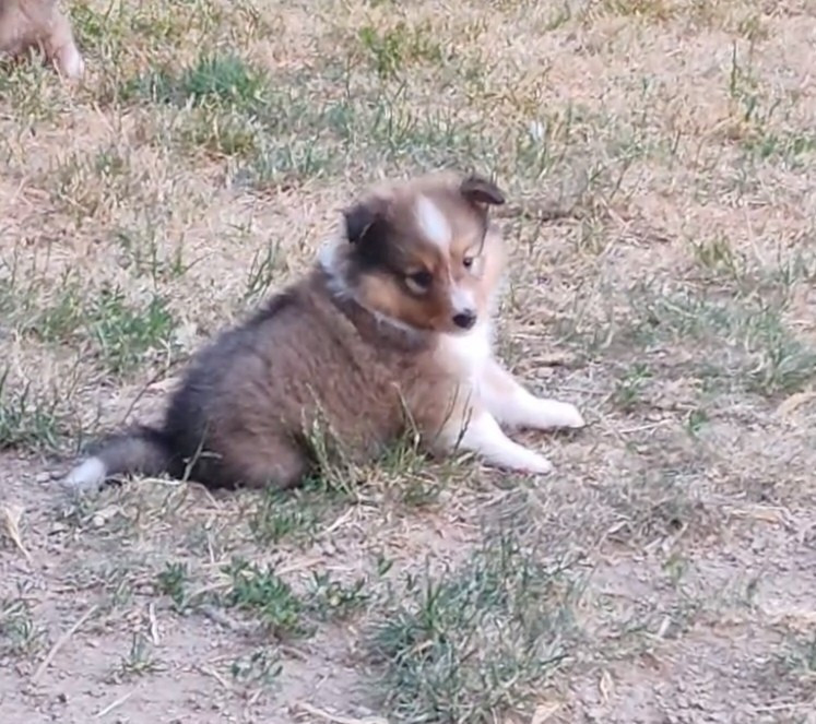 du Val de Kiwitam - Chiots disponibles - Shetland Sheepdog