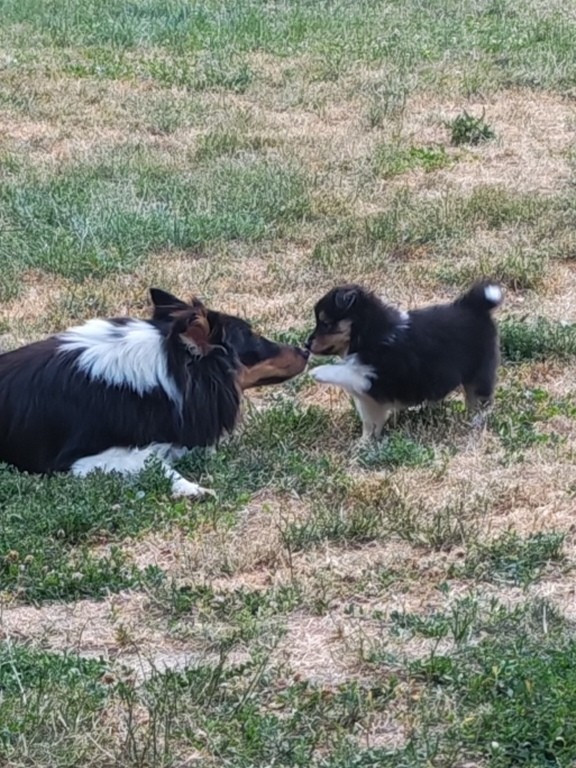 du Val de Kiwitam - Chiots disponibles - Shetland Sheepdog