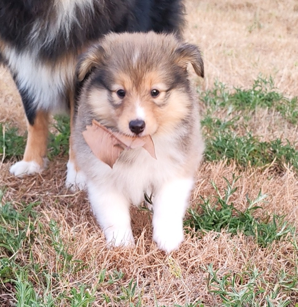 du Val de Kiwitam - Chiots disponibles - Shetland Sheepdog