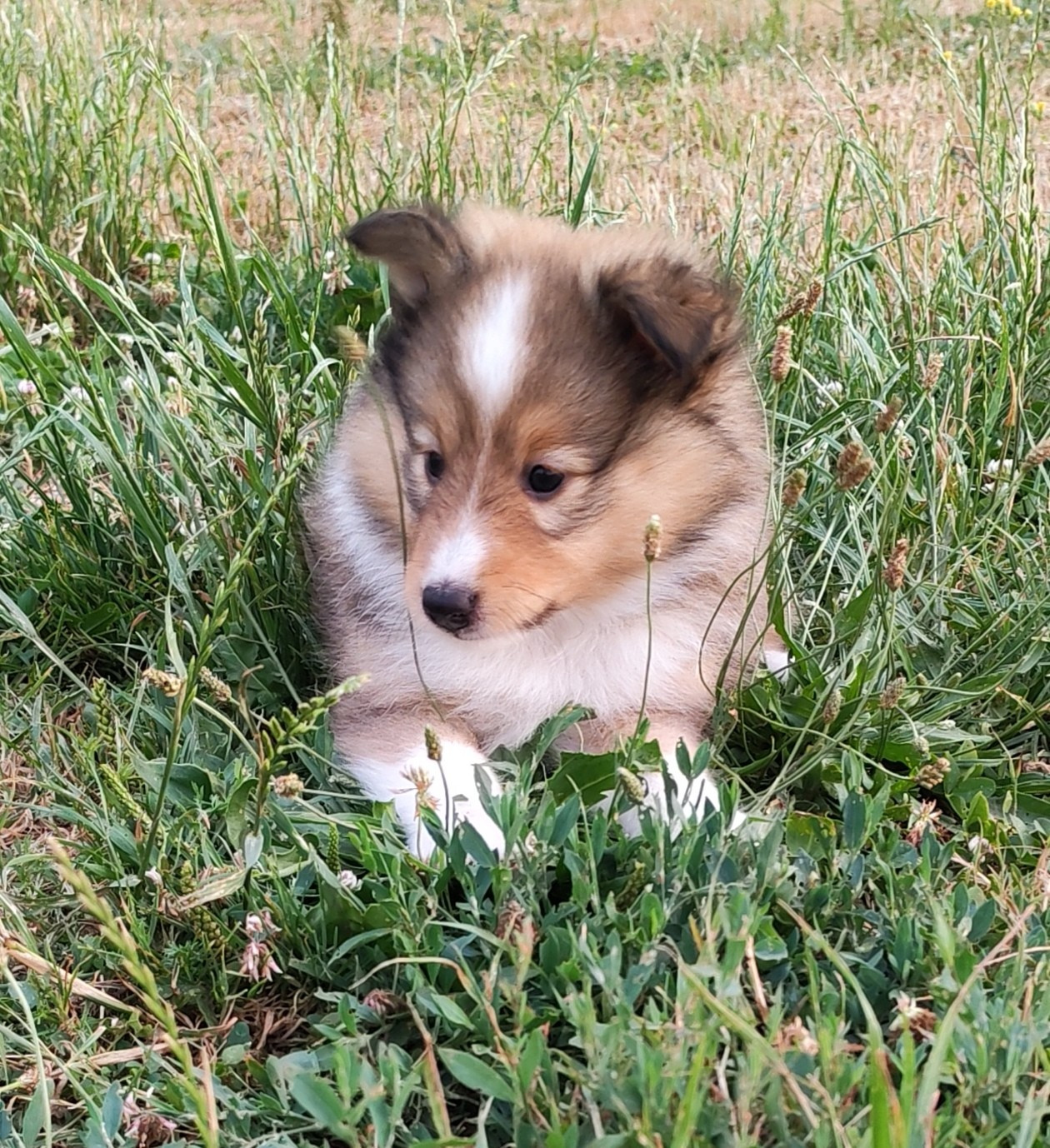 du Val de Kiwitam - Chiots disponibles - Shetland Sheepdog