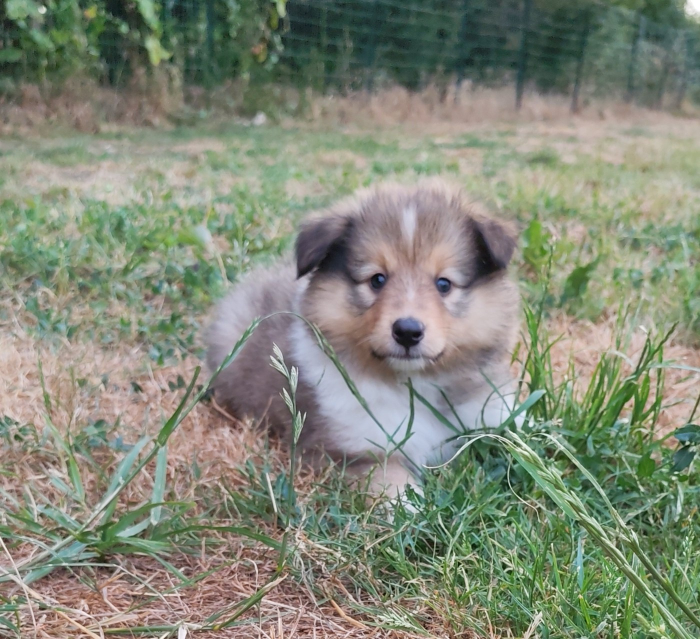 du Val de Kiwitam - Chiots disponibles - Shetland Sheepdog
