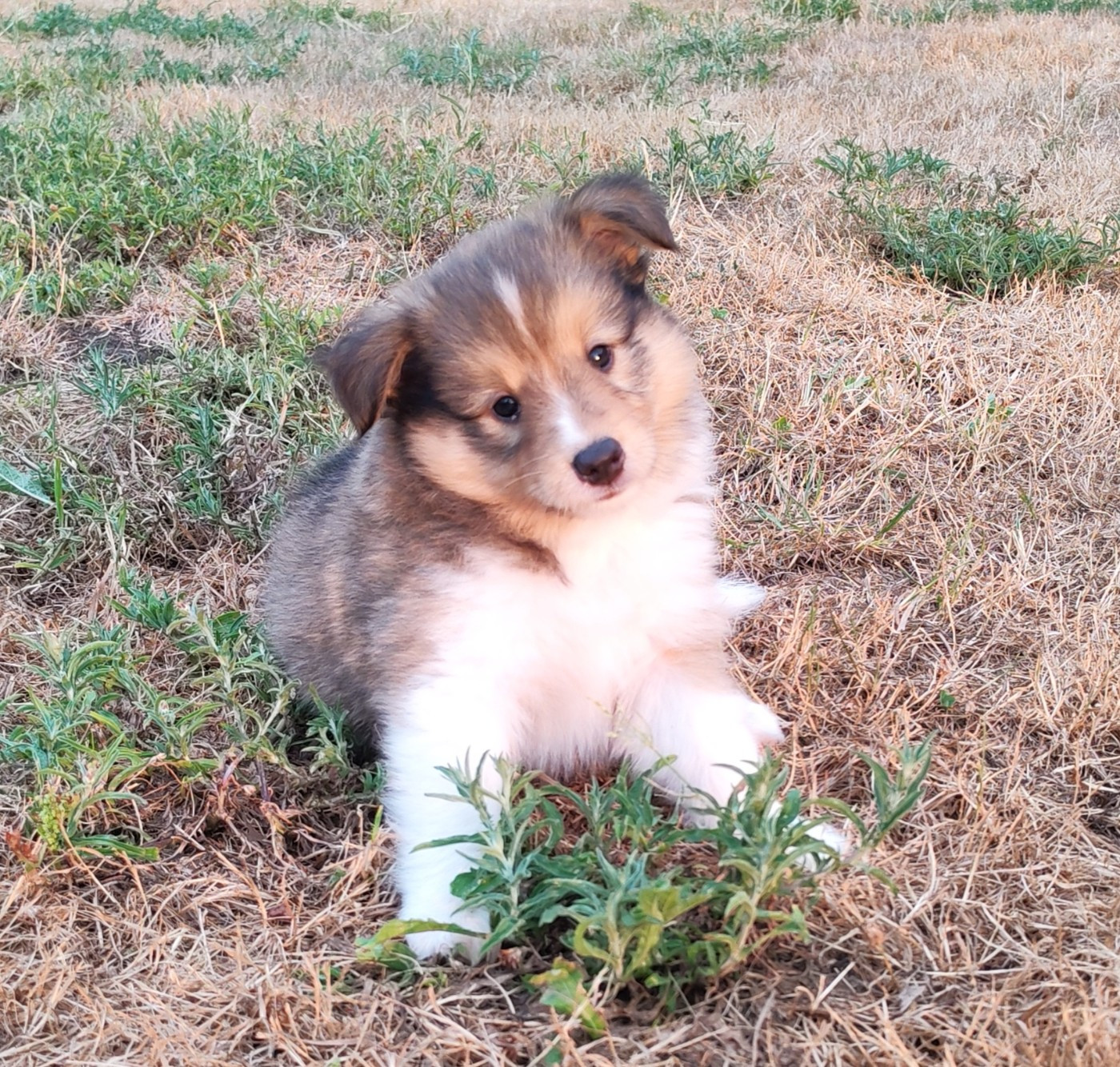 du Val de Kiwitam - Chiots disponibles - Shetland Sheepdog