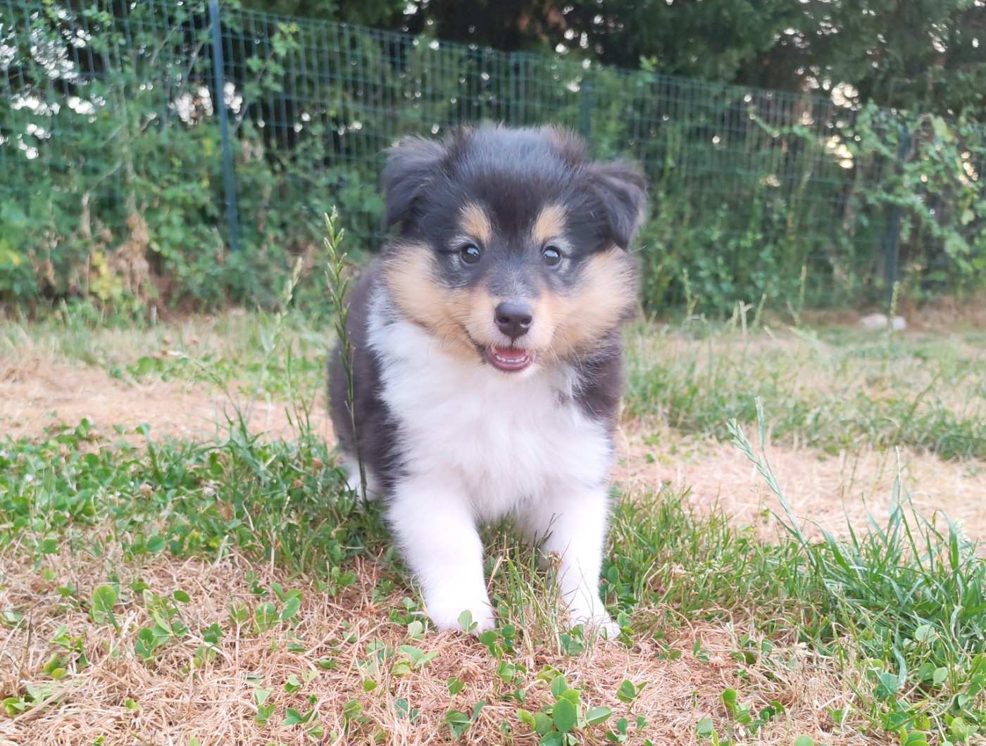 du Val de Kiwitam - Chiots disponibles - Shetland Sheepdog