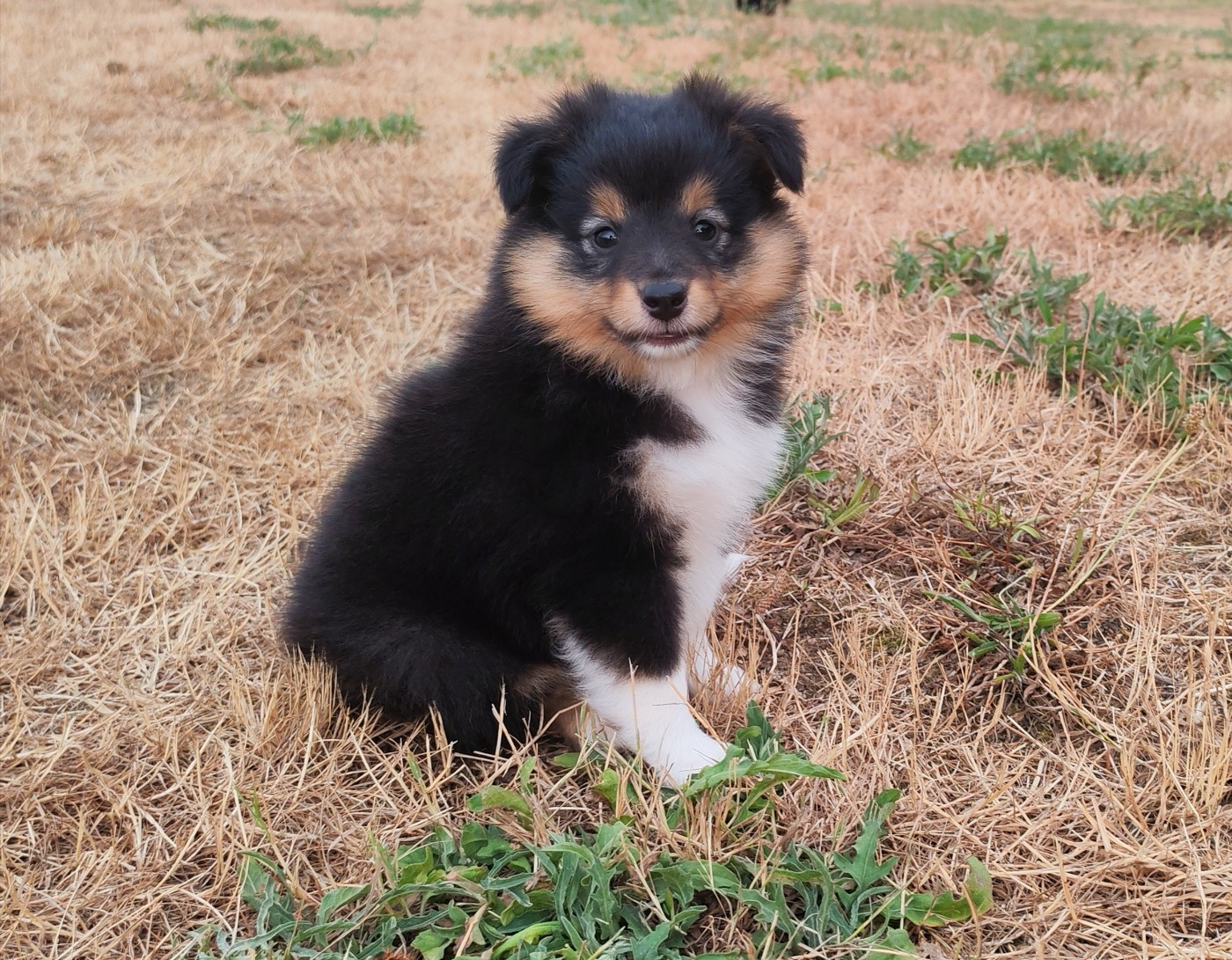 du Val de Kiwitam - Chiots disponibles - Shetland Sheepdog