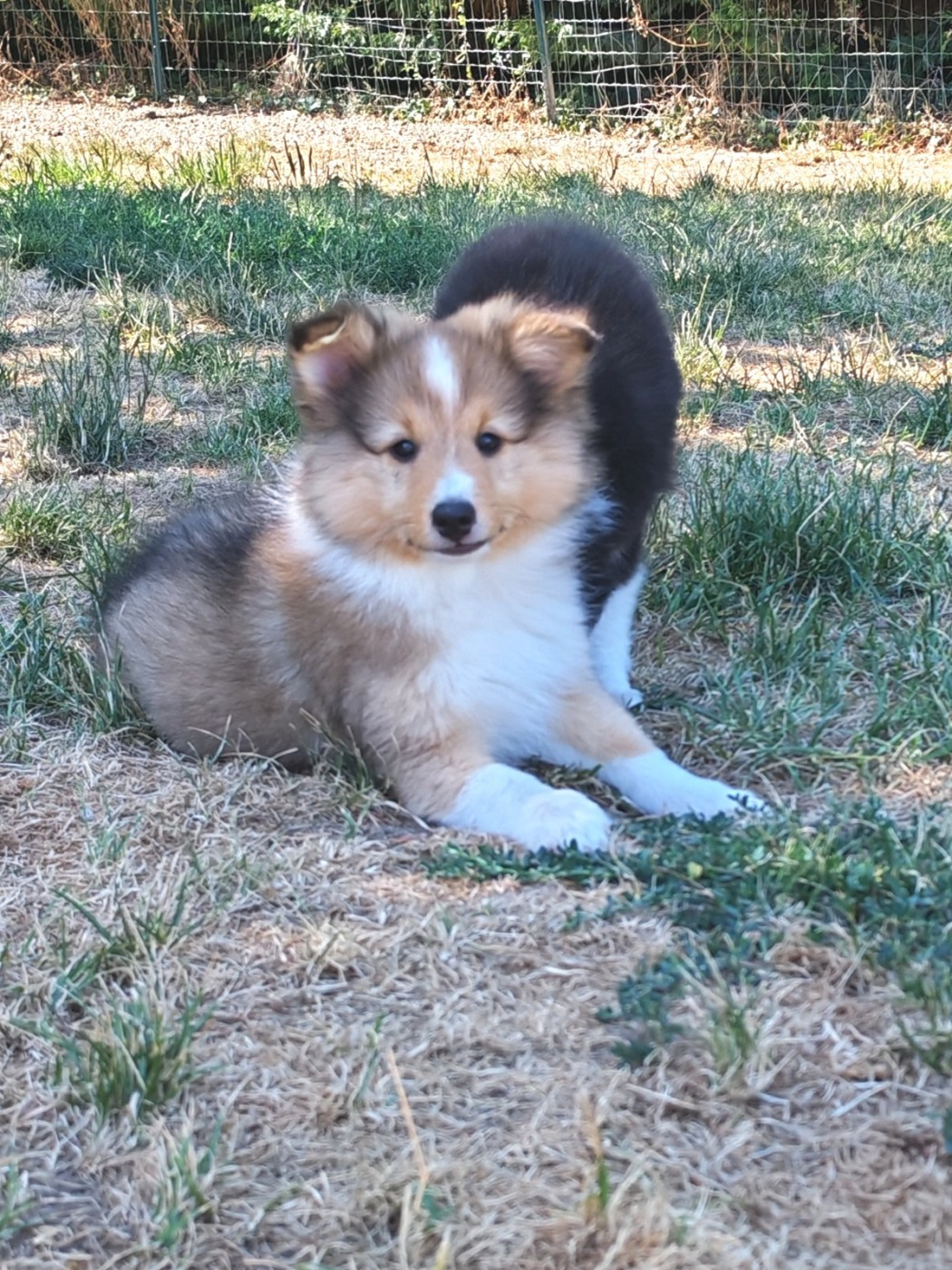 du Val de Kiwitam - Chiots disponibles - Shetland Sheepdog