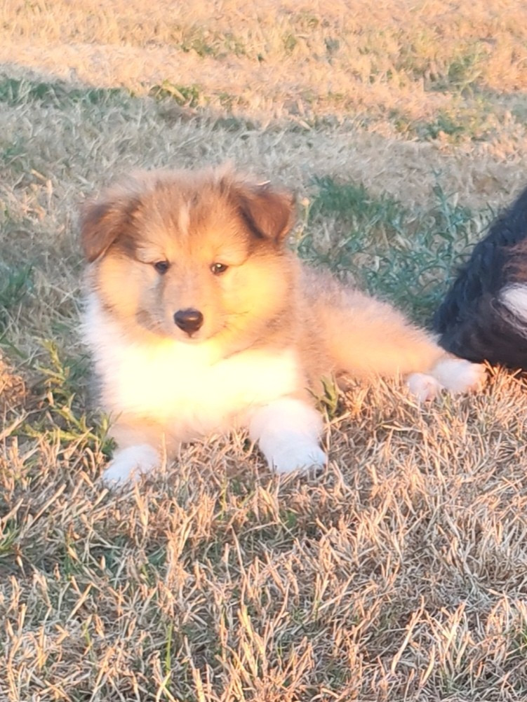 du Val de Kiwitam - Chiots disponibles - Shetland Sheepdog