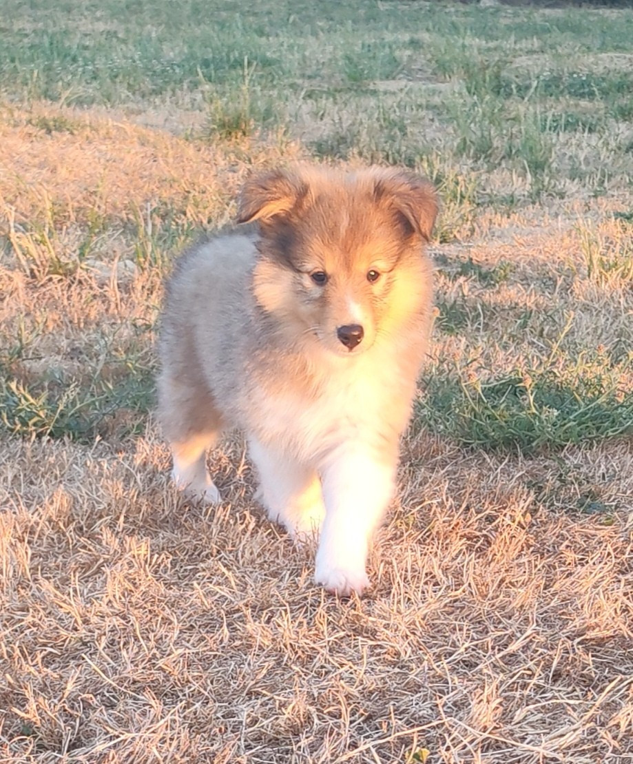 du Val de Kiwitam - Chiots disponibles - Shetland Sheepdog