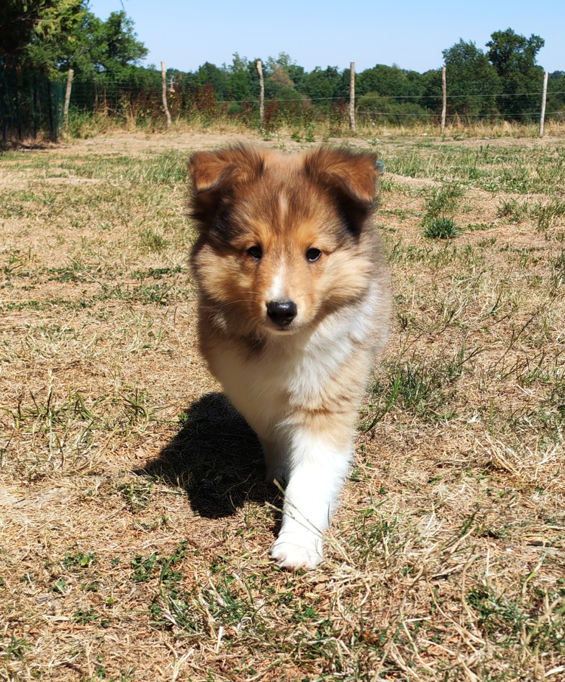 du Val de Kiwitam - Chiots disponibles - Shetland Sheepdog