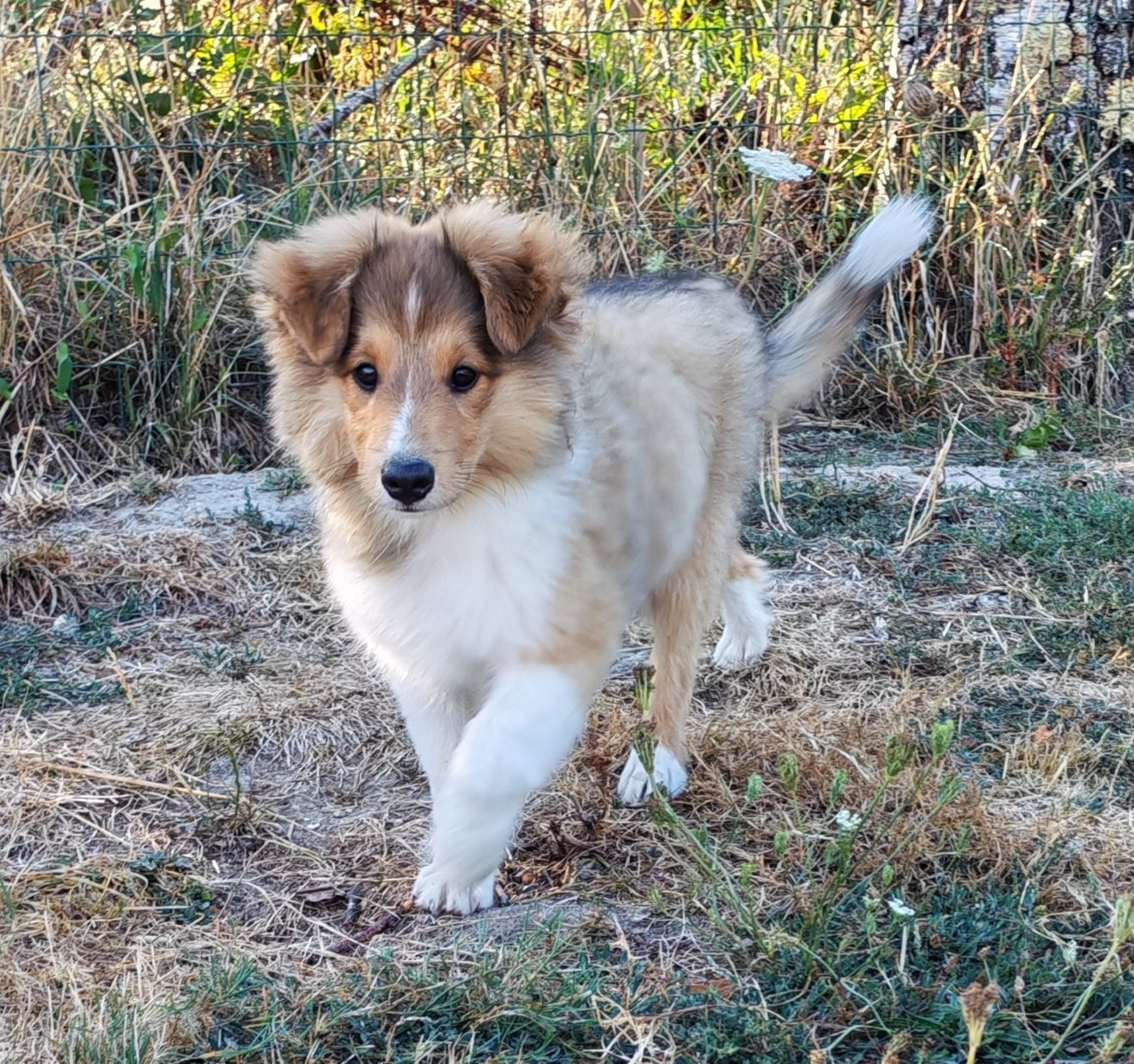 du Val de Kiwitam - Chiots disponibles - Shetland Sheepdog
