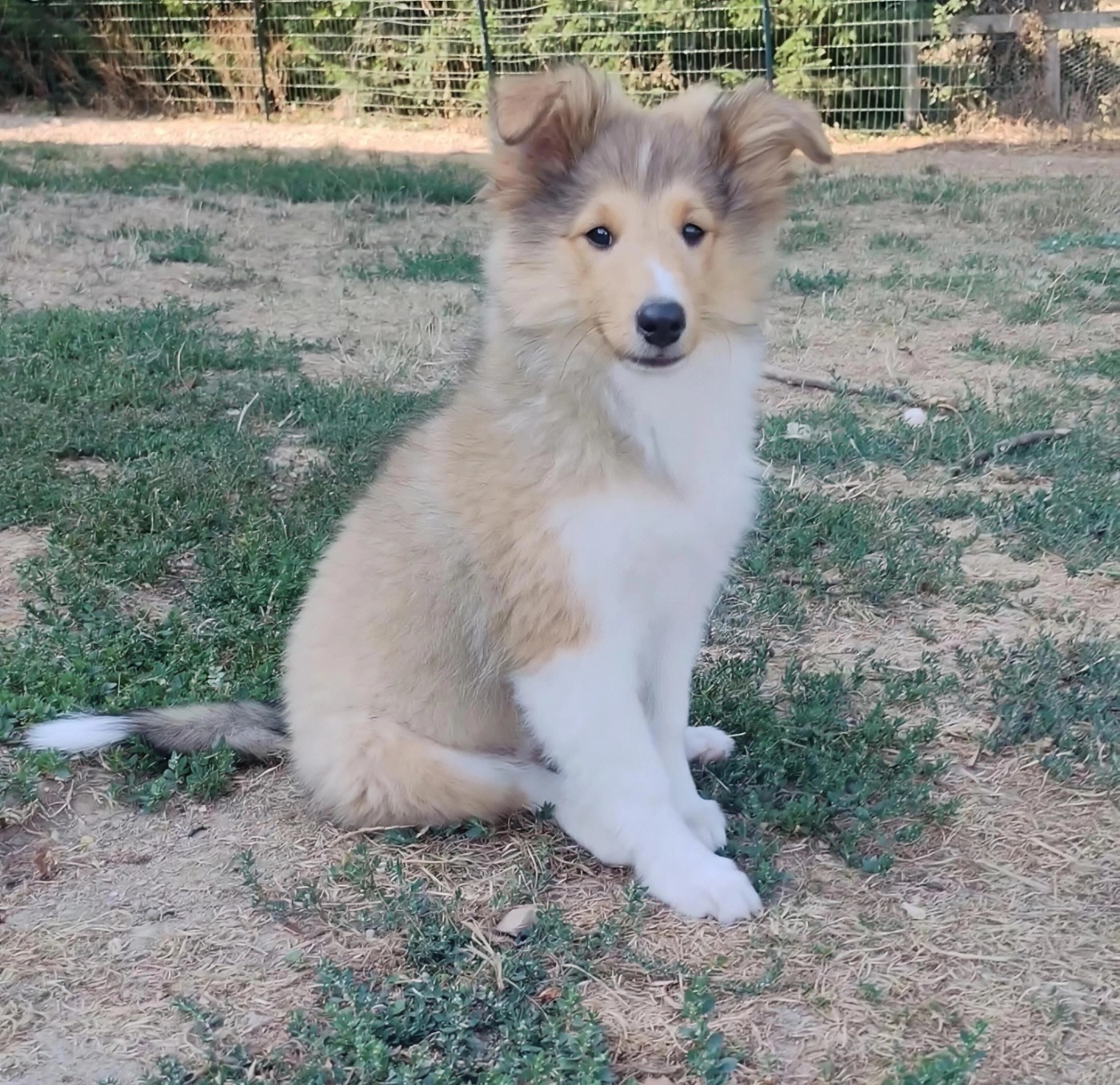 du Val de Kiwitam - Chiots disponibles - Shetland Sheepdog