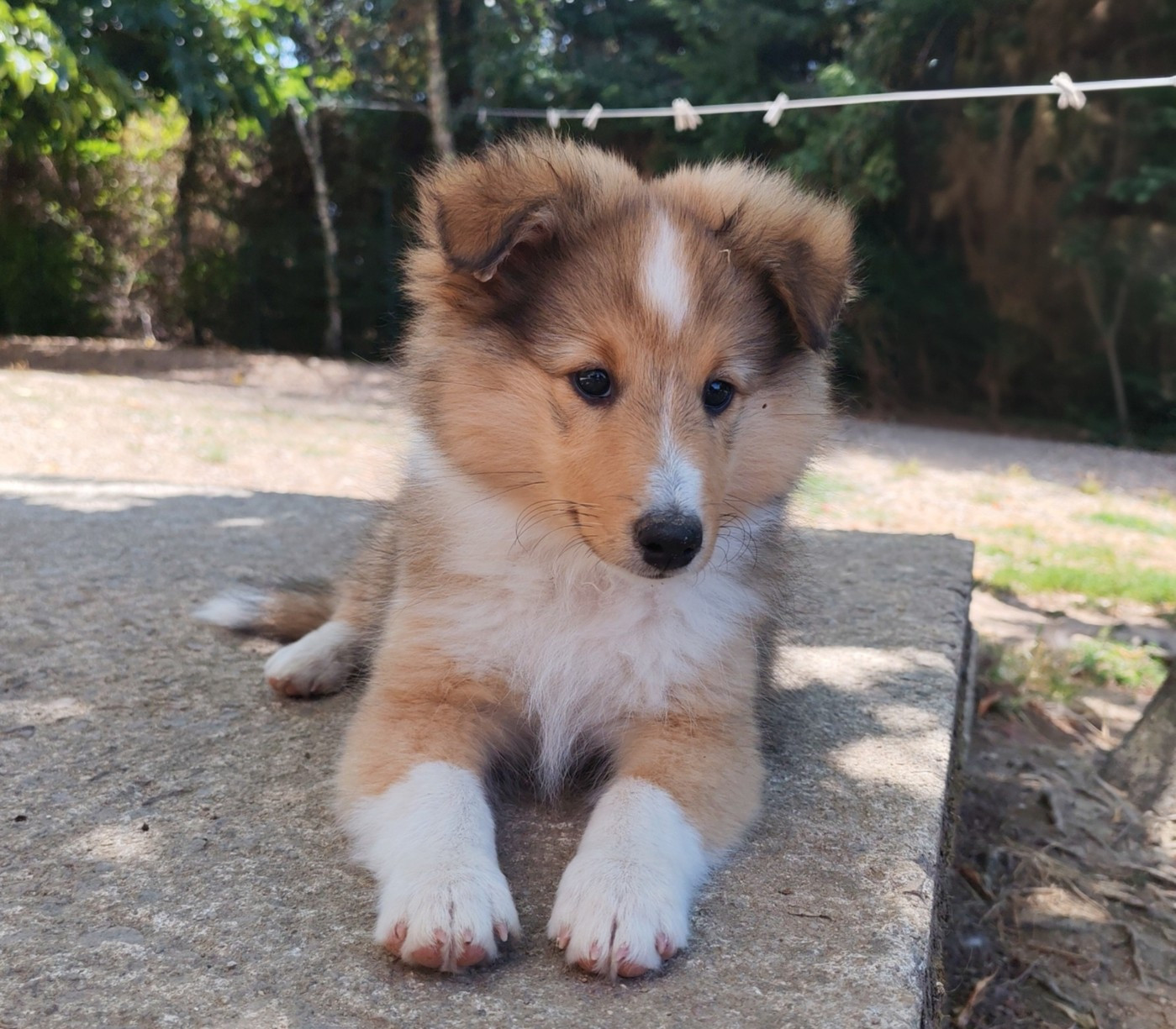 du Val de Kiwitam - Chiots disponibles - Shetland Sheepdog