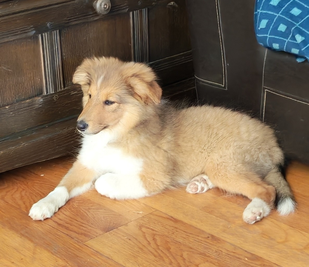 du Val de Kiwitam - Chiots disponibles - Shetland Sheepdog