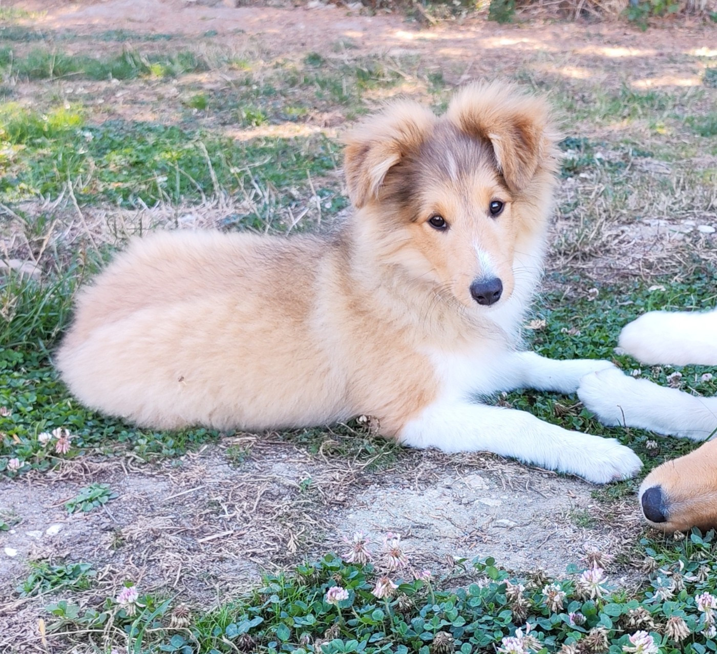 du Val de Kiwitam - Chiots disponibles - Shetland Sheepdog