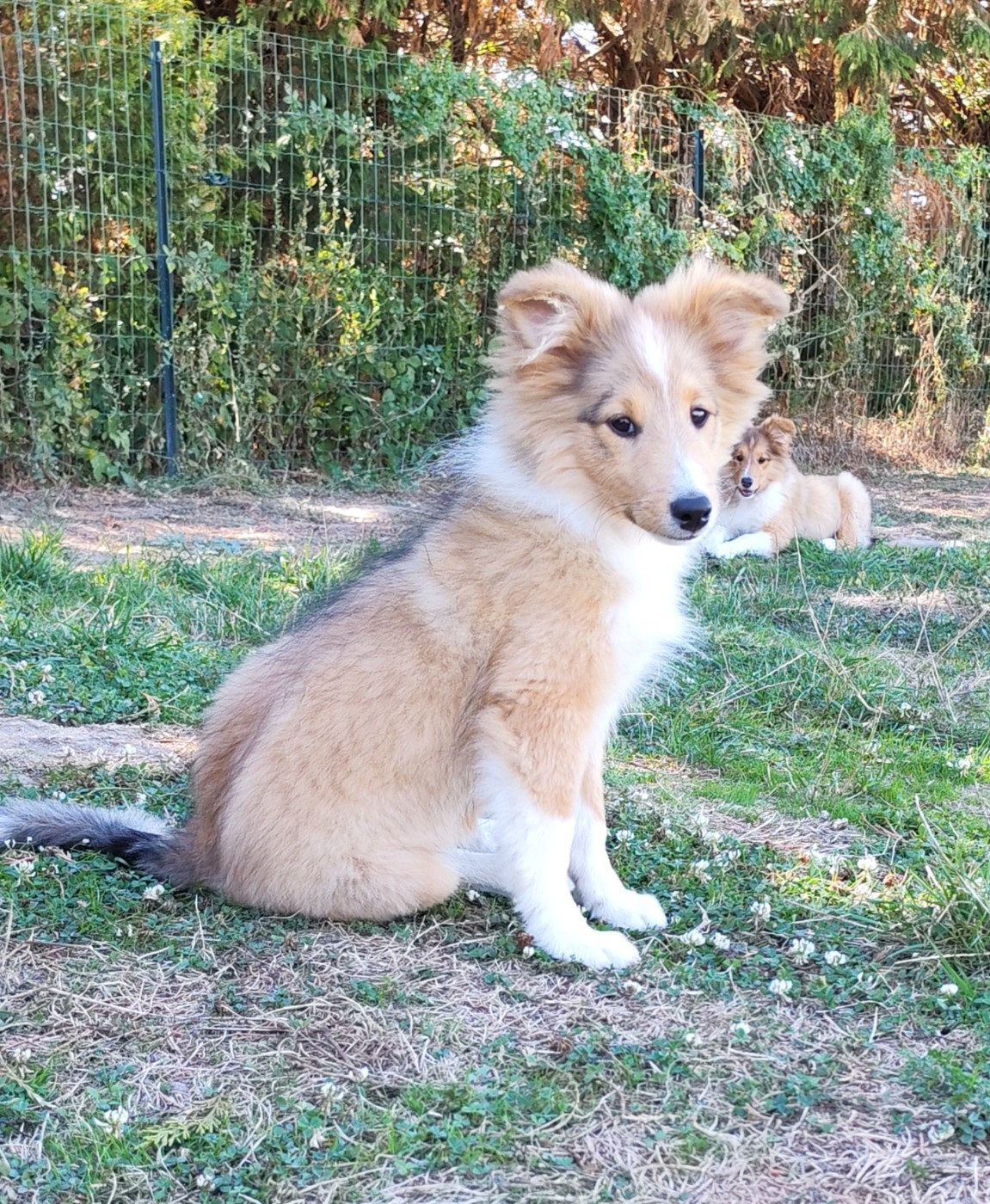 du Val de Kiwitam - Chiots disponibles - Shetland Sheepdog