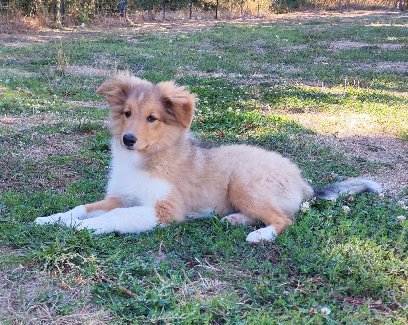 du Val de Kiwitam - Chiots disponibles - Shetland Sheepdog