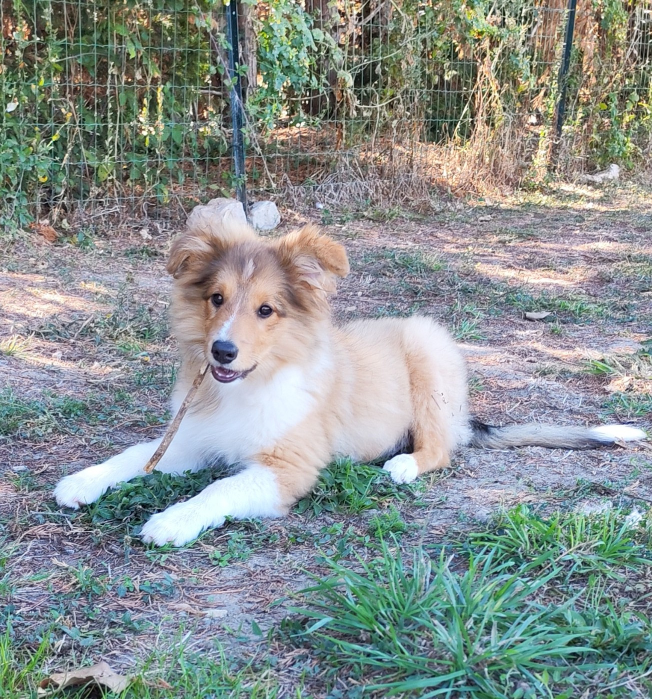 du Val de Kiwitam - Chiots disponibles - Shetland Sheepdog