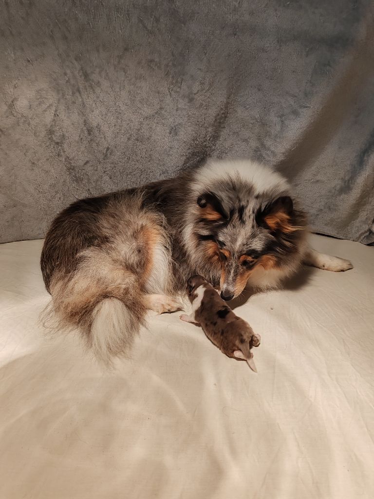 du Val de Kiwitam - Shetland Sheepdog - Portée née le 04/09/2025